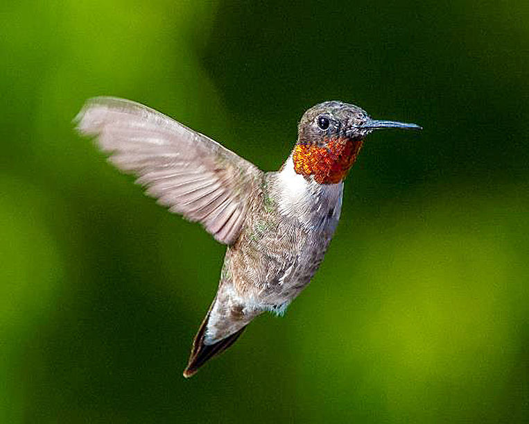 Refuges to hum with birds